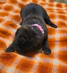 English Mastiff Puppies