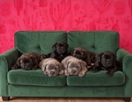 Cane Corso Puppies