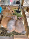 Rabbits for sale