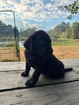 Black Male English Labrador Retriever