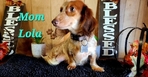 Dachshunds Mini Long-Haired Price Reduced