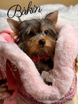 AKC Micro Female Traditional and Chocolate & Tan Yorkies