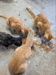 Free 5 month old kittens