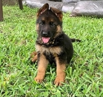 Healthy German Shepherd Puppies