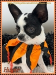 Stunning AKC Male Chihuahuas