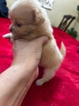 Adorable T-Cup/Toy Chihuahua Puppies