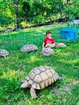 Sulcata Tortoises- Babies