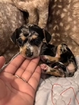 Beautiful Merle Chihuahua Puppies