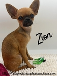 AKC Registered Male Applehead Chihuahua