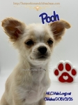 Fathers Day AKC Male Longcoat Chihuahua