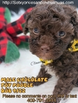 Micro Male Chocolate Toy Poodle