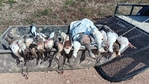 Waterfowl Lease in Blessing Tx