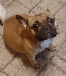French Bulldog Puppies