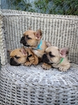French Bulldog Puppies