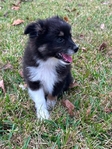 *LAST ONE* Toy Mini Aussie Puppy