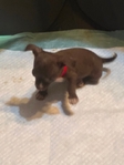 AKC Chihuahuas