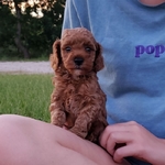 Red Poodle Puppy Male