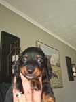Ckc registered long-haired miniature dachshunds
