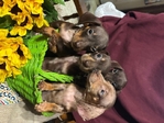 Dachshund puppies
