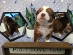 Mini aussies / miniature australian shepherds