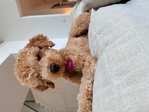 Female Cavapoo