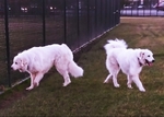 2 Male Great Pyrenese