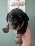 Miniature Dachshund