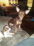 Female Chihuahua