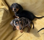 Miniature Dachshund puppies