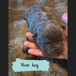 Beautiful Cane Corso (italian mastiff) puppies!