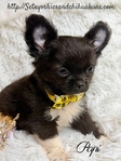 AKC Micro Male AKC Applehead Longcoat Chihuahuas