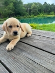Yellow Female/Cream White Male Labrador Puppies