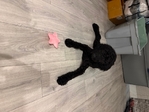 4.5 mo old female Standard poodle