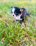 Chihuahua puppies in Houston Clear Lake