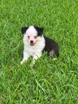 Registered Mini Toy Aussie Puppies