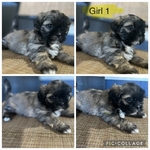 >🐶 Adorable Shih Tzu Puppies – Ready 10/7/25 (Nederland, TX)