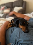 5 year old male mini Dachshund