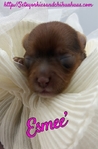AKC Chocolate & Tan Female Yorkies