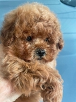 Toy Poodles Korean lines