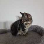 Free kitten 13 weeks old