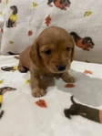 AKC Registered Miniature Dachshund Puppies