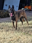AKC REGISTERED WORKING BELGIAN MALINOIS PUPS