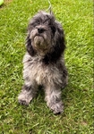 Cockapoo puppy