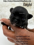 AKC Smush Face Applehead Chihuahuas