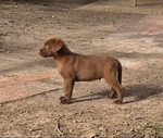 AKC LAB PUPPIES