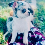 Tiny chihuahua puppies LOOK