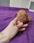 Vizsla puppies