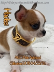 AKC Applehead Smooth Coat Chihuahuaa