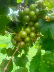 Red & Bronze Muscadines
