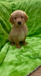 AKC Registered Golden Retriever puppies
